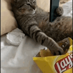 Un chat allongé mange des chips Lay's en regardant son téléphone