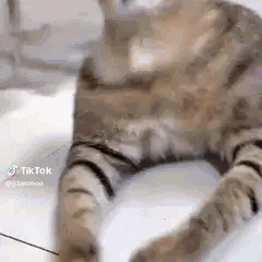 Un chat hurle la gueule grand ouverte