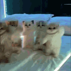 Trois chat blancs dansent en rythme sur un lit