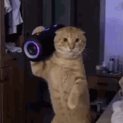 Un chat porte une enceinte portable sur son epaulle et danse