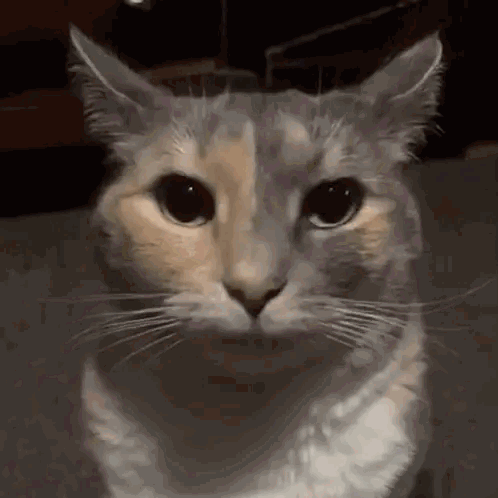 Un chat regarde fixement la camera avec un air perplexe