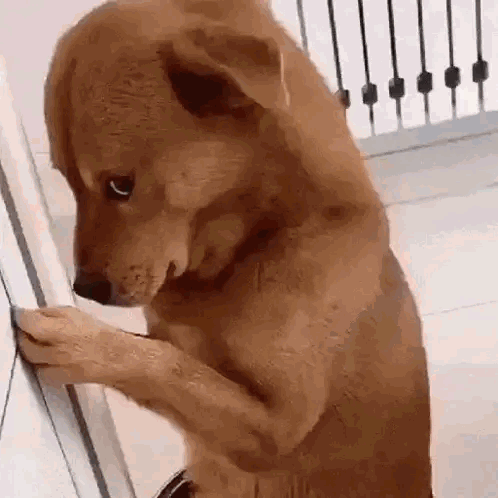 Chien anxieux debout qui fuit du regard