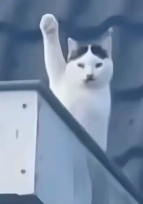 Représentation d'Adolf Hitler en chat