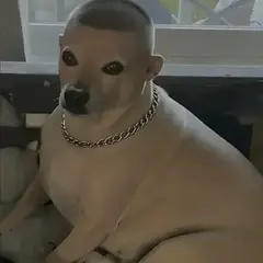 Chien avec une coupe buzzcut et une chaine en or fixe l'objectif