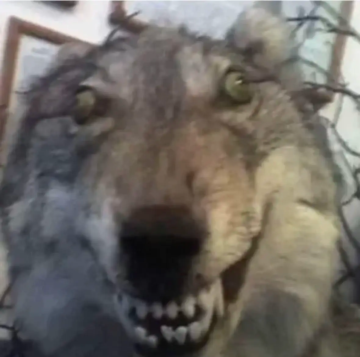 Un loup empallé fixe l'objectif avec un sourire anxieux