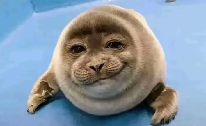 Un phoque potelé esquisse un sourire poli et contraint