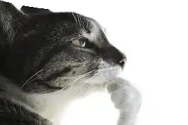 Un chat pose sa patte sous son menton et réfléchit