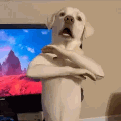 Un chien tente d'expliquer un fait/truc avec ses pattes