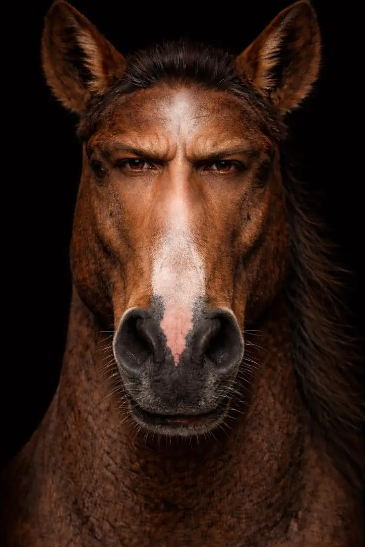 Un cheval fixe le spectateur avec un regard humain