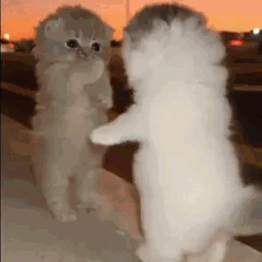Deux chatons debout qui danse en face a face