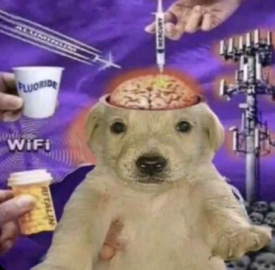 Un chien subit une surcharge de theories du complot