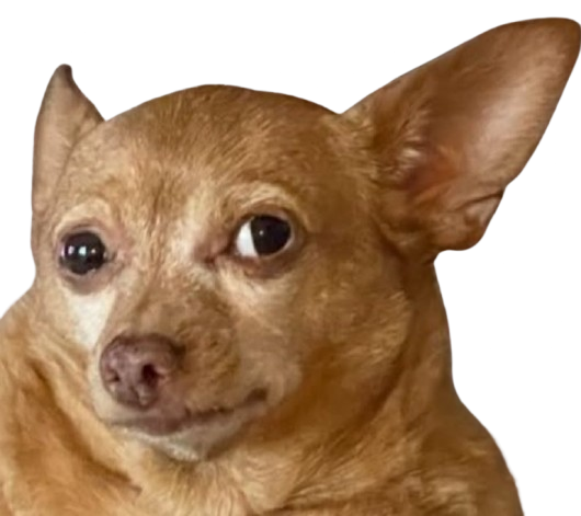 chien qui regarde de côté
