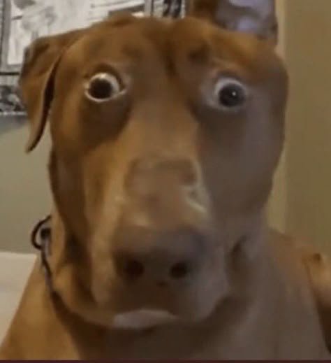 Chien avec les yeux écarquillés