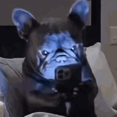Chien choqué en regardant son téléphone