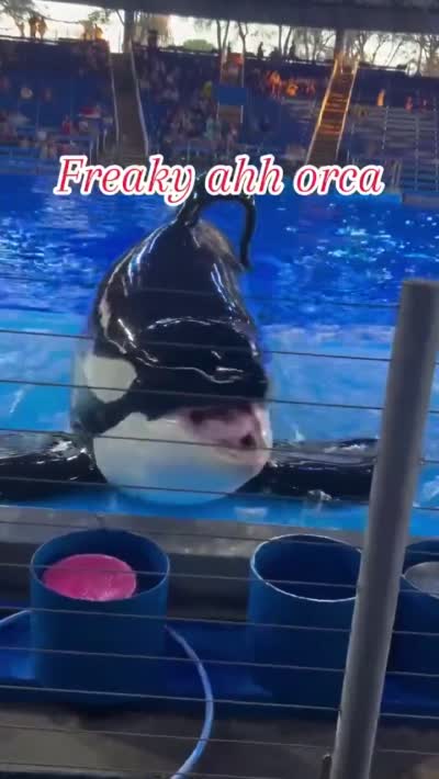 Une orque tire la langue au bord du bassin, freaky Orque