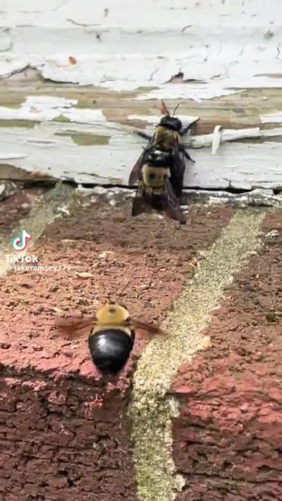 TikTok - Un bourdon observe deux autres abeilles accouplées #tromperie