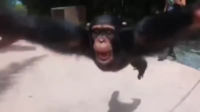 Un singe est tenu par les mains et se fait balancer en l'air