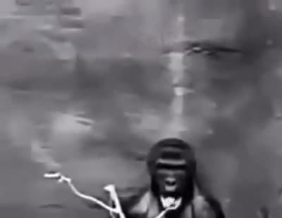Un gorille tire et secoue la langue en noir et blanc