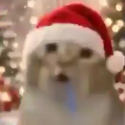 Diaporama du chat débile qui bav dans plusieurs situations