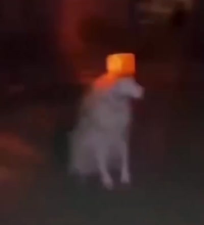 Un chien avec un cône orange illuminé sur la tête