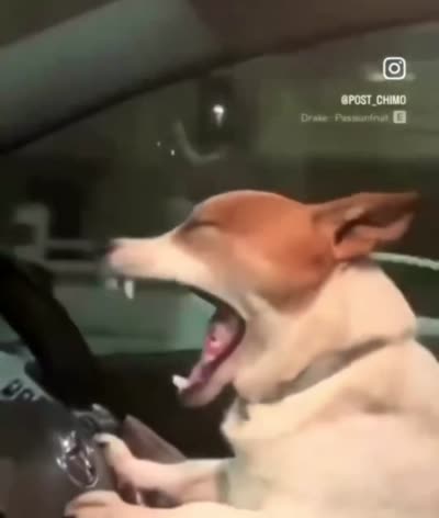 Un chien conduit une voiture la nuit en baillant