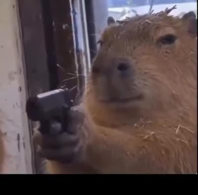 Un capybara pointe un pistolet en tremblant avec un visage triste comme s'il allait regretter.