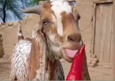Une chèvre mange un piment rouge