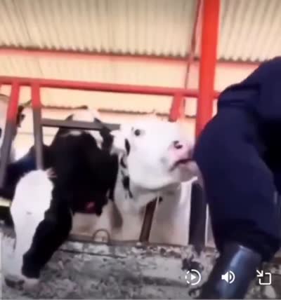 Une vache lèche le cul de l'éleveur