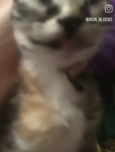 Chat qui ouvre la bouche avec un cri humain