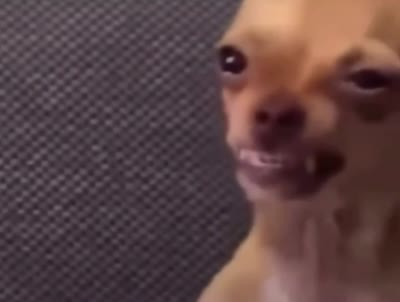 Chien qui plisse les yeux avec un sourire crispé