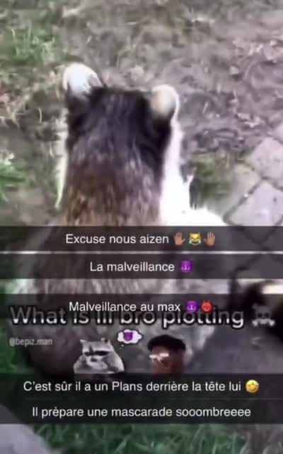 snapchat - Raton laveur qui se frotte les mains/pattes avec un air machiavélique
