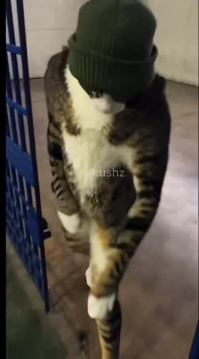 Un homme avec un filtre de chat joue au football et glisse/tombe