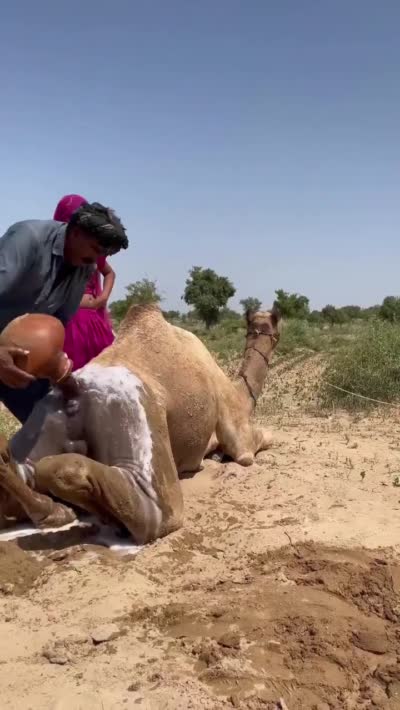 Un homme lave la queue d'un dromadaire