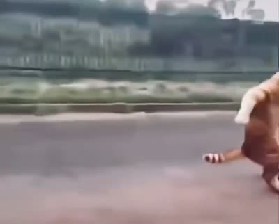 Chat qui court et fait un doigt d'honneur
